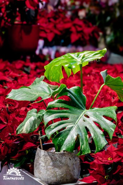 Plante d'intérieur Monstera Variegata aux feuilles vertes panachées de blanc, idéale pour la décoration maison.